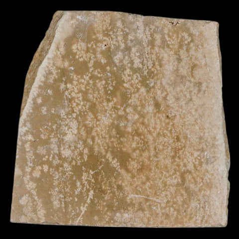 0.9" Hemisaurida Fossil Fish Plate Cretaceous Dinosaur Age Hakel Lebanon - Fossil Age Minerals