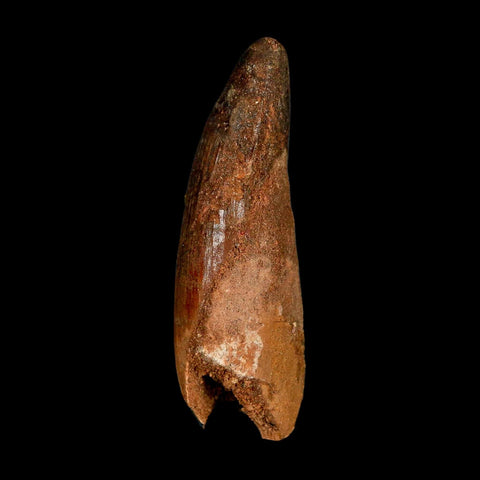 2.9" Spinosaurus Fossil Tooth 100 Million Years Old Cretaceous Dinosaur COA