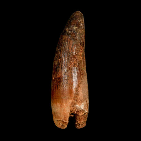 2.9" Spinosaurus Fossil Tooth 100 Million Years Old Cretaceous Dinosaur COA