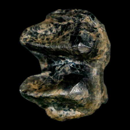 1.1" Tapir Tapirus Veroensis Fossil Tooth Pleistocene Age Withlacoochee River FL Display