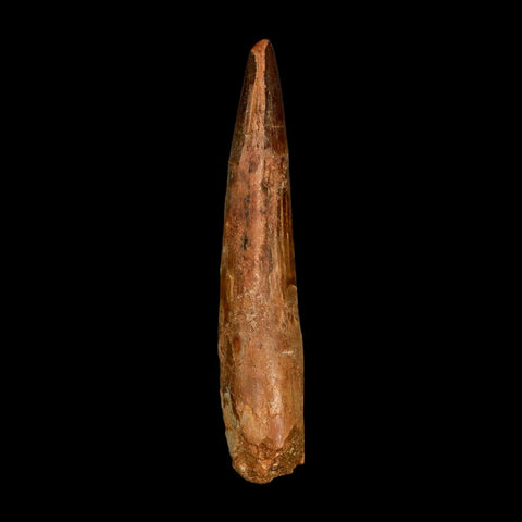 XL 3.1" Spinosaurus Fossil Tooth 100 Million Years Old Cretaceous Dinosaur COA
