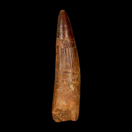 XL 3.1" Spinosaurus Fossil Tooth 100 Million Years Old Cretaceous Dinosaur COA