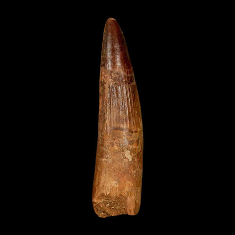 XL 3.1" Spinosaurus Fossil Tooth 100 Million Years Old Cretaceous Dinosaur COA