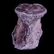 1.3" Oreodont Merycoidodon Fossil Vertebrae Bone Oligocene Age Badlands SD COA