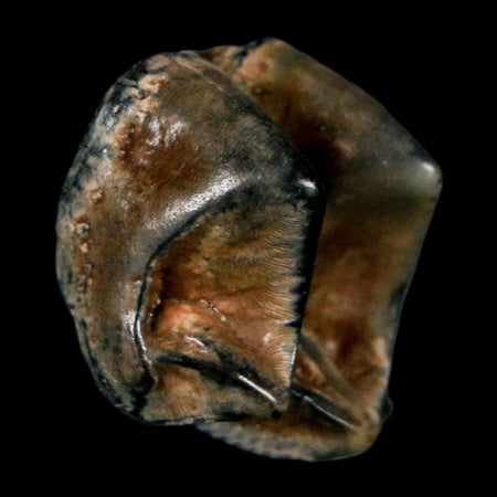 1" Tapir Tapirus Veroensis Fossil Tooth Pleistocene Age Withlacoochee River FL Display