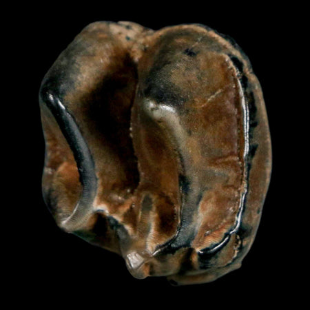 1" Tapir Tapirus Veroensis Fossil Tooth Pleistocene Age Withlacoochee River FL Display