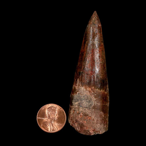 XL 3.1" Spinosaurus Fossil Tooth 100 Million Years Old Cretaceous Dinosaur COA