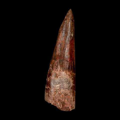 XL 3.1" Spinosaurus Fossil Tooth 100 Million Years Old Cretaceous Dinosaur COA