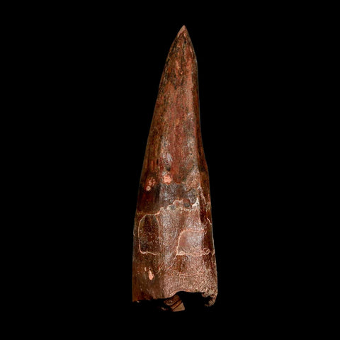 XL 3.1" Spinosaurus Fossil Tooth 100 Million Years Old Cretaceous Dinosaur COA