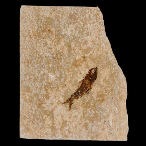 0.9" Hemisaurida Fossil Fish Plate Cretaceous Dinosaur Age Hakel Lebanon - Fossil Age Minerals