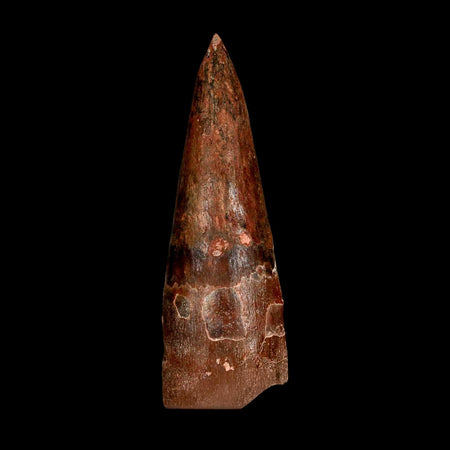 XL 3.1" Spinosaurus Fossil Tooth 100 Million Years Old Cretaceous Dinosaur COA