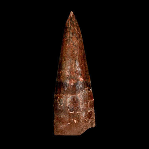 XL 3.1" Spinosaurus Fossil Tooth 100 Million Years Old Cretaceous Dinosaur COA