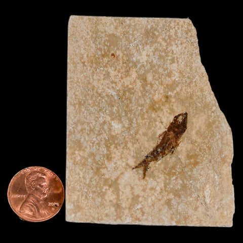 0.9" Hemisaurida Fossil Fish Plate Cretaceous Dinosaur Age Hakel Lebanon - Fossil Age Minerals