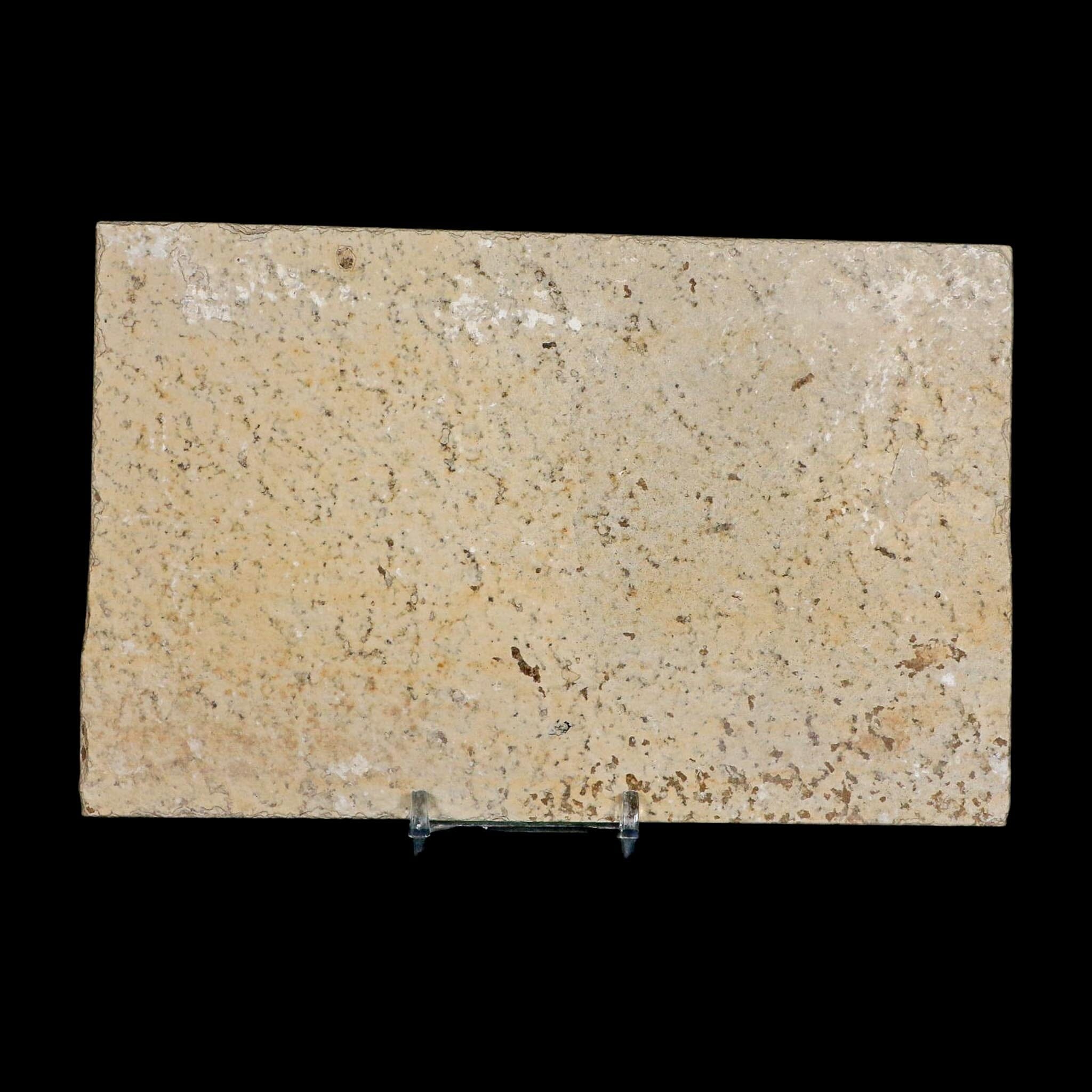 XXL 5" Knightia Eocaena Fossil Fish Green River FM WY Eocene Age COA And Stand - Fossil Age Minerals