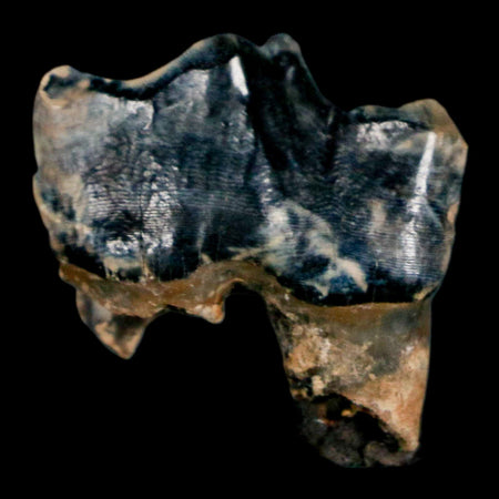 0.9" Tapir Tapirus Veroensis Fossil Tooth Pleistocene Age Withlacoochee River FL Display