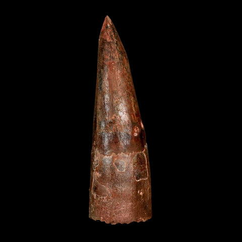 XL 3.1" Spinosaurus Fossil Tooth 100 Million Years Old Cretaceous Dinosaur COA
