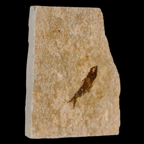 0.9" Hemisaurida Fossil Fish Plate Cretaceous Dinosaur Age Hakel Lebanon - Fossil Age Minerals