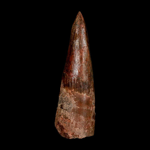 XL 3.1" Spinosaurus Fossil Tooth 100 Million Years Old Cretaceous Dinosaur COA