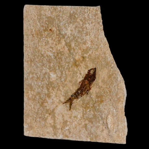 0.9" Hemisaurida Fossil Fish Plate Cretaceous Dinosaur Age Hakel Lebanon - Fossil Age Minerals