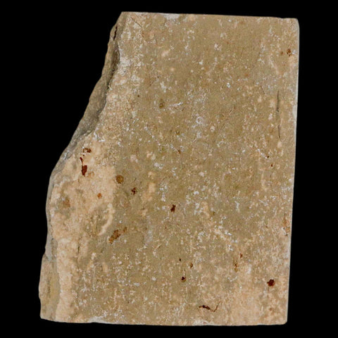 0.9" Hemisaurida Fossil Fish Plate Cretaceous Dinosaur Age Hakel Lebanon - Fossil Age Minerals