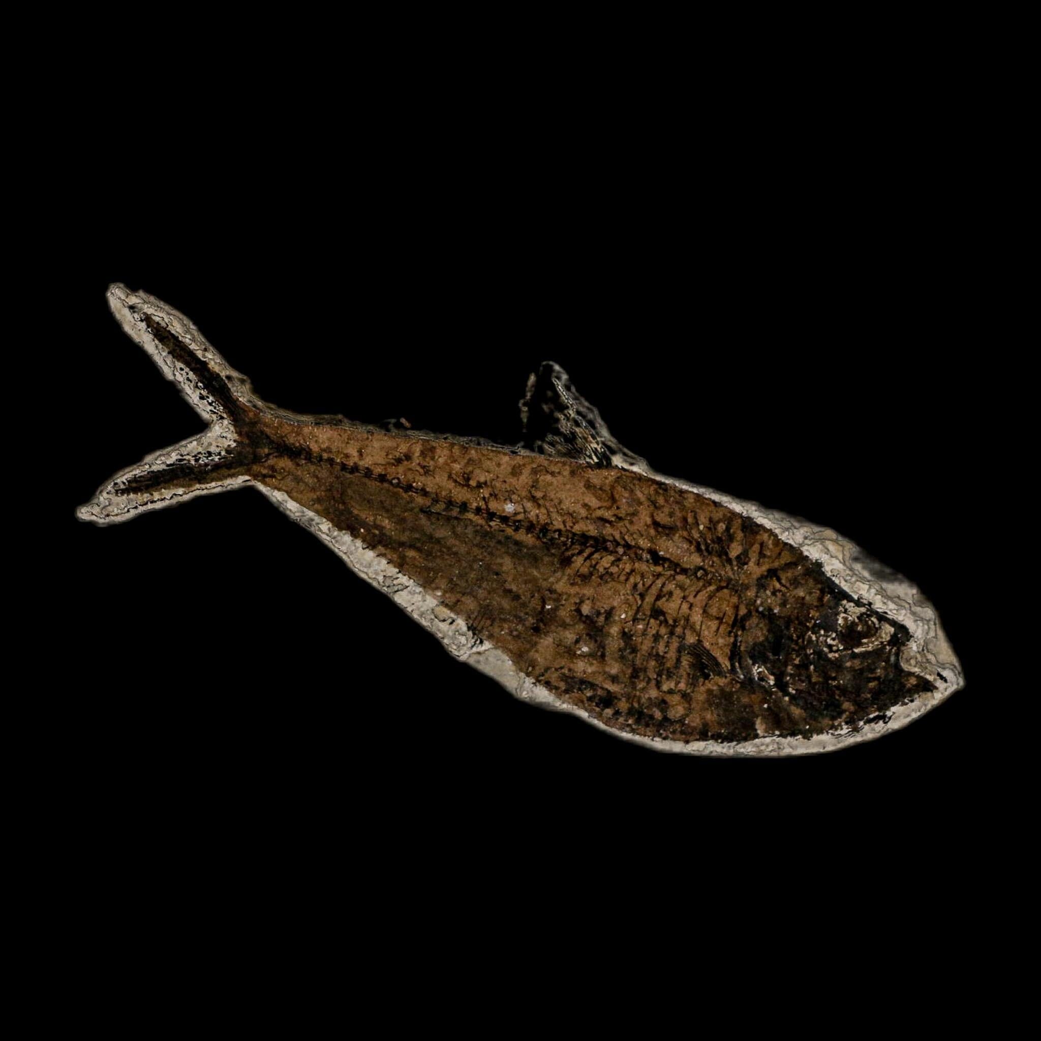 4.8" Diplomystus Dentatus Fossil Fish Green River FM WY Eocene Age COA, Stand - Fossil Age Minerals