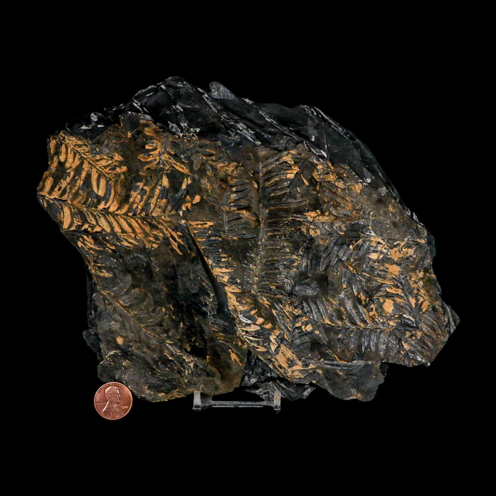 10.1" Alethopteris Fern Plant Leaf Fossil Carboniferous Age Llewellyn FM ST Clair, PA - Fossil Age Minerals