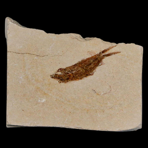 1.1" Hemisaurida Fossil Fish Plate Cretaceous Dinosaur Age Hakel Lebanon - Fossil Age Minerals