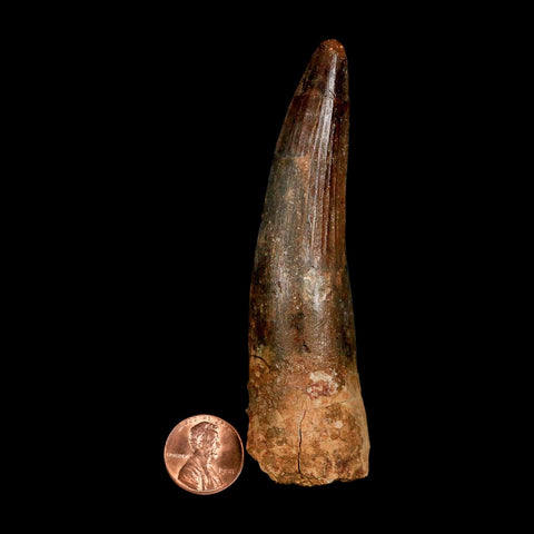 XXL 4.1" Spinosaurus Fossil Tooth 100 Million Years Old Cretaceous Dinosaur COA