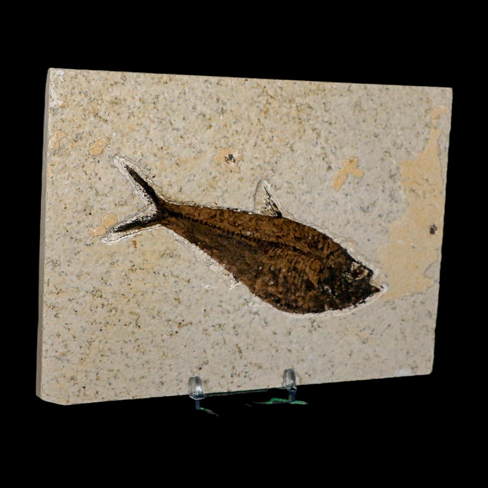 4.8" Diplomystus Dentatus Fossil Fish Green River FM WY Eocene Age COA, Stand - Fossil Age Minerals