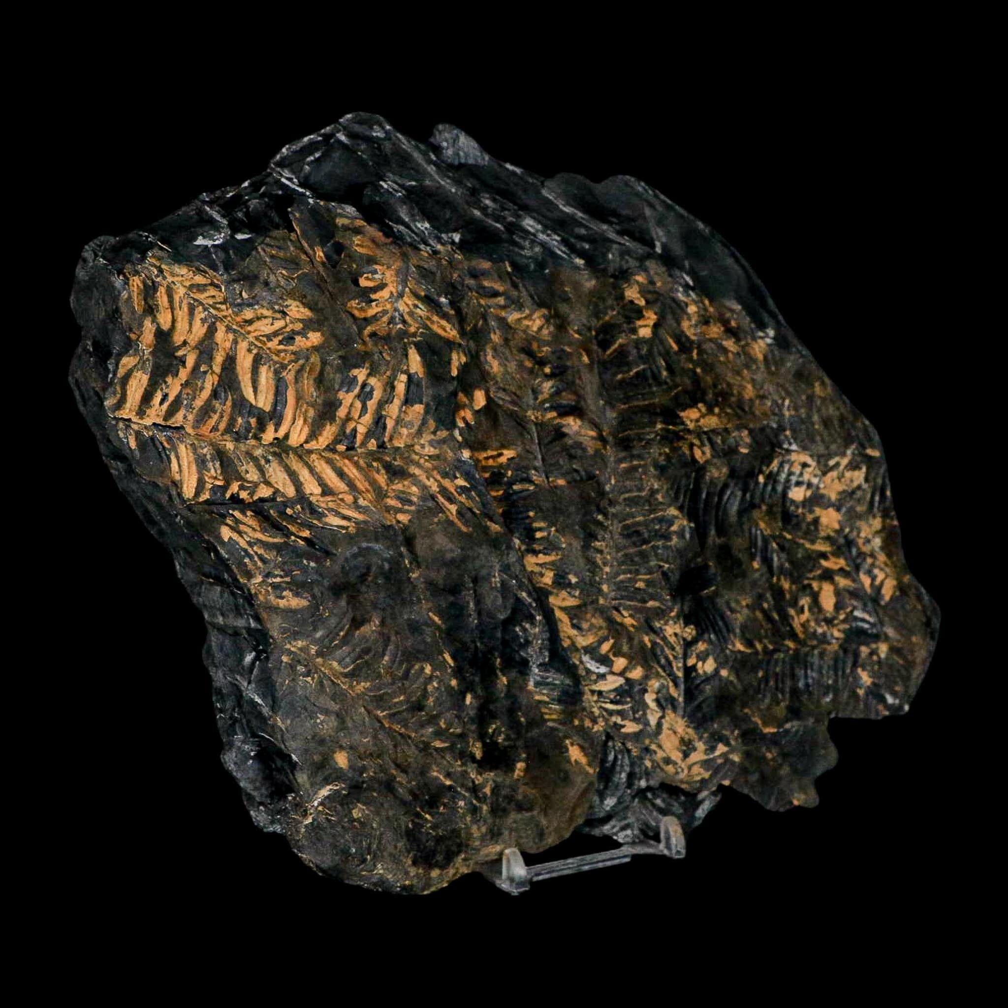 10.1" Alethopteris Fern Plant Leaf Fossil Carboniferous Age Llewellyn FM ST Clair, PA - Fossil Age Minerals