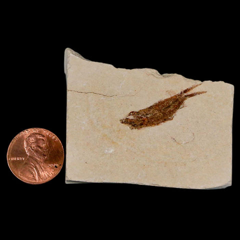 1.1" Hemisaurida Fossil Fish Plate Cretaceous Dinosaur Age Hakel Lebanon - Fossil Age Minerals