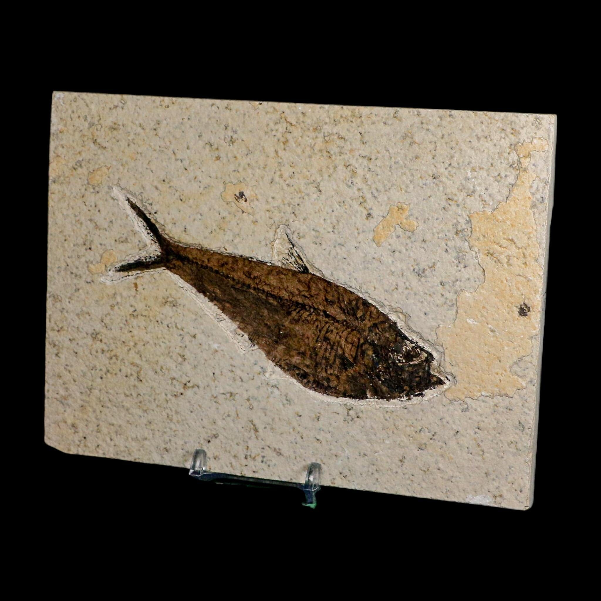 4.8" Diplomystus Dentatus Fossil Fish Green River FM WY Eocene Age COA, Stand - Fossil Age Minerals