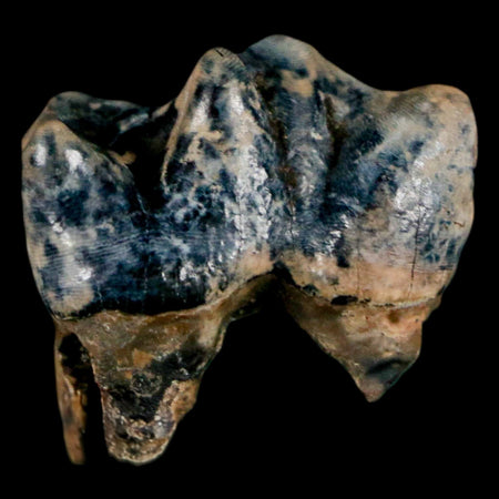 0.9" Tapir Tapirus Veroensis Fossil Tooth Pleistocene Age Withlacoochee River FL Display