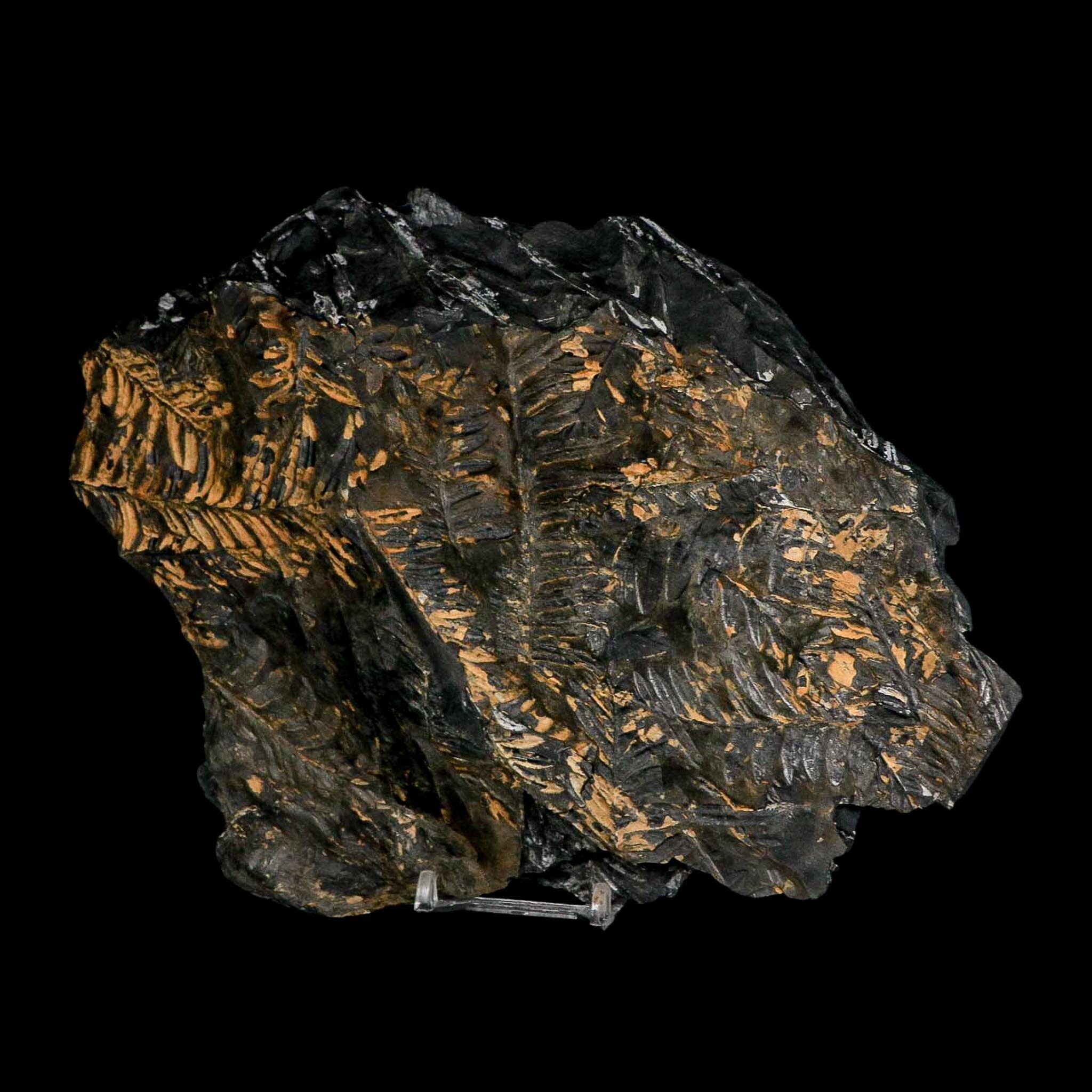 10.1" Alethopteris Fern Plant Leaf Fossil Carboniferous Age Llewellyn FM ST Clair, PA - Fossil Age Minerals