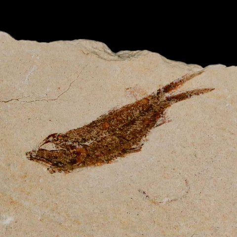 1.1" Hemisaurida Fossil Fish Plate Cretaceous Dinosaur Age Hakel Lebanon - Fossil Age Minerals