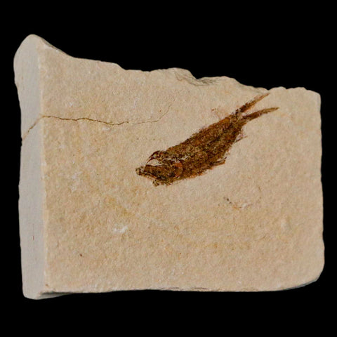 1.1" Hemisaurida Fossil Fish Plate Cretaceous Dinosaur Age Hakel Lebanon - Fossil Age Minerals