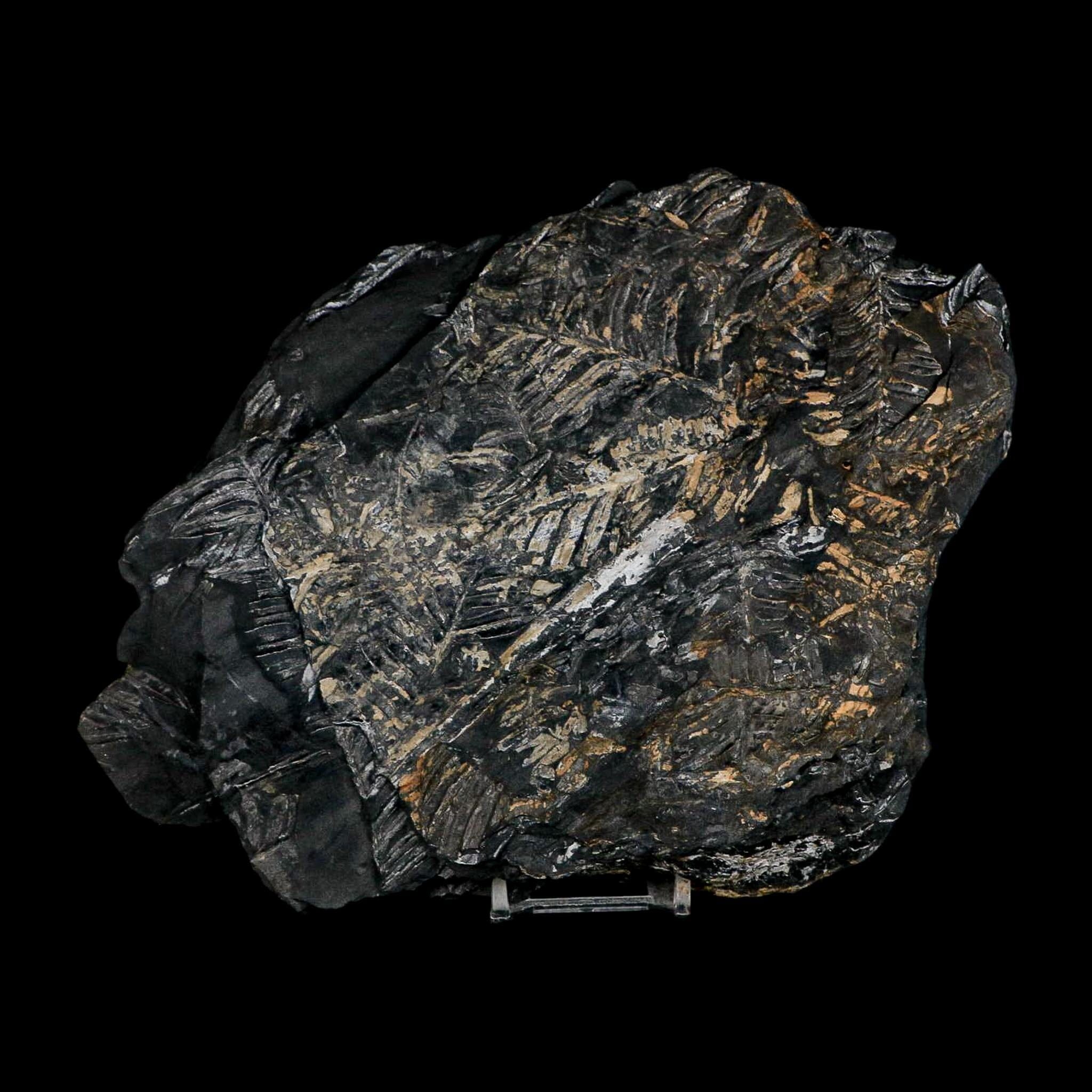 10.1" Alethopteris Fern Plant Leaf Fossil Carboniferous Age Llewellyn FM ST Clair, PA - Fossil Age Minerals