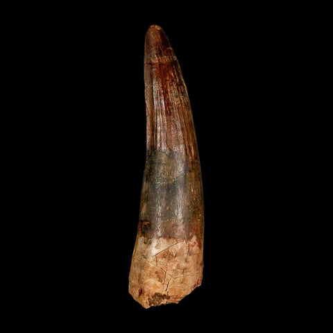 XXL 4.1" Spinosaurus Fossil Tooth 100 Million Years Old Cretaceous Dinosaur COA