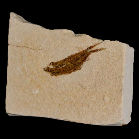 1.1" Hemisaurida Fossil Fish Plate Cretaceous Dinosaur Age Hakel Lebanon - Fossil Age Minerals