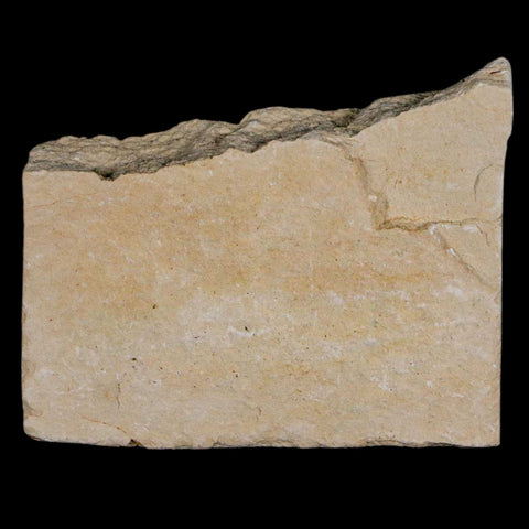 1.1" Hemisaurida Fossil Fish Plate Cretaceous Dinosaur Age Hakel Lebanon - Fossil Age Minerals