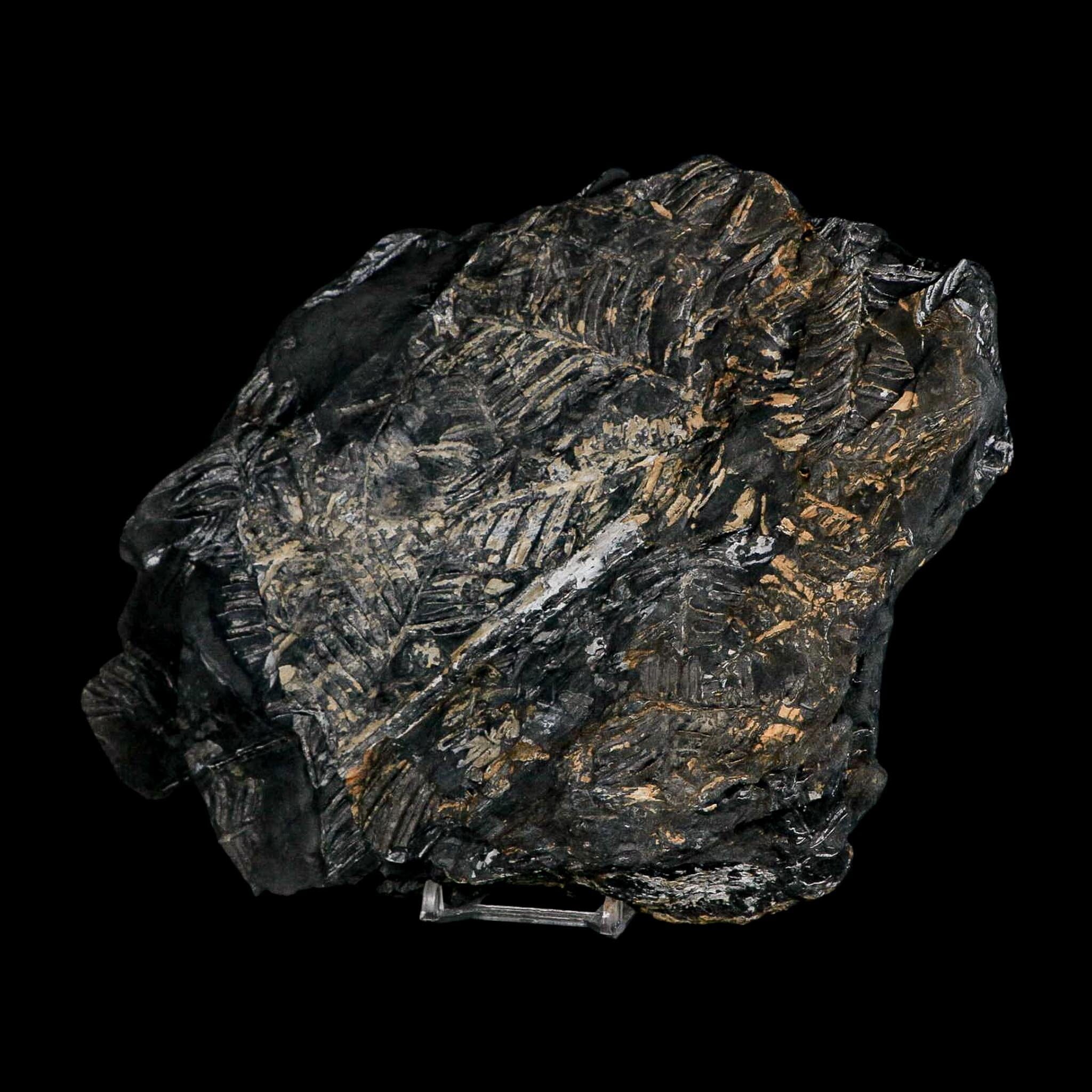 10.1" Alethopteris Fern Plant Leaf Fossil Carboniferous Age Llewellyn FM ST Clair, PA - Fossil Age Minerals