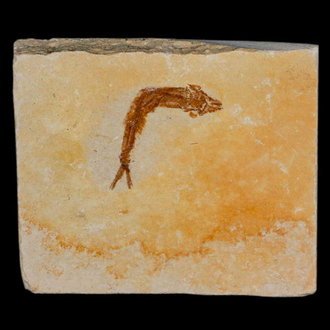 1.2" Hemisaurida Fossil Fish Plate Cretaceous Dinosaur Age Hakel Lebanon - Fossil Age Minerals