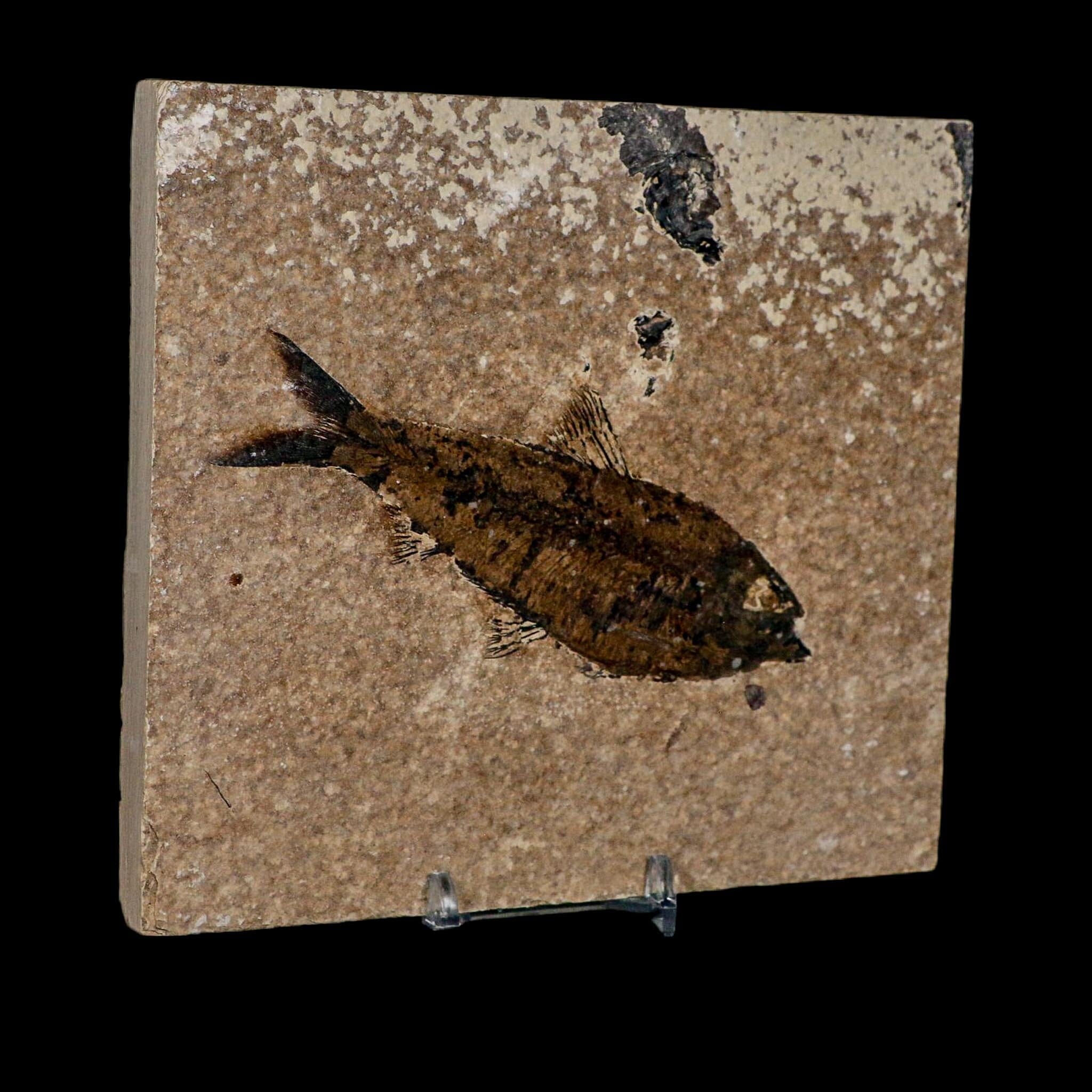 XL 4.4" Knightia Eocaena Fossil Fish Green River FM WY Eocene Age COA And Stand - Fossil Age Minerals