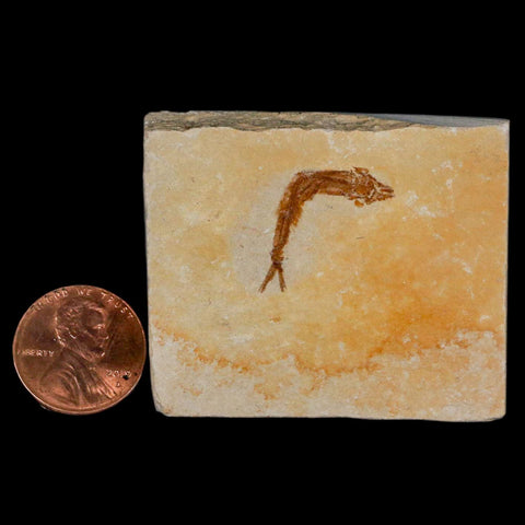 1.2" Hemisaurida Fossil Fish Plate Cretaceous Dinosaur Age Hakel Lebanon - Fossil Age Minerals