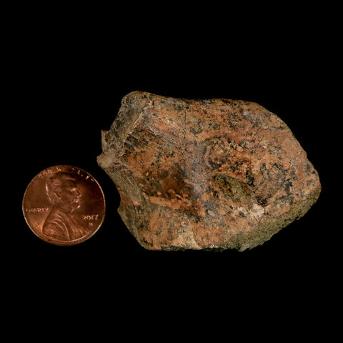 2" Struthiomimus Fossil Rib End Bone Lance Creek FM WY Cretaceous Dinosaur Age - Fossil Age Minerals