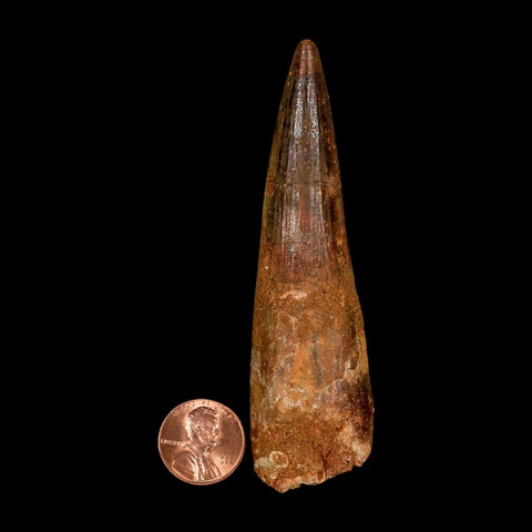 XL 3.7" Spinosaurus Fossil Tooth 100 Million Years Old Cretaceous Dinosaur COA