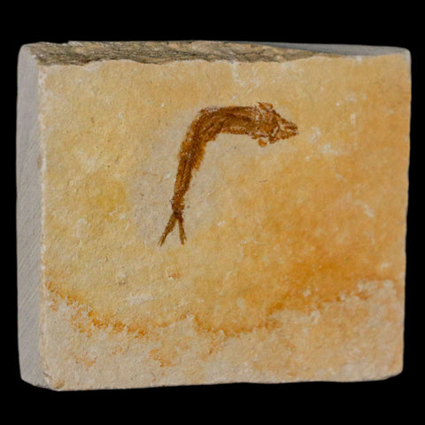 1.2" Hemisaurida Fossil Fish Plate Cretaceous Dinosaur Age Hakel Lebanon - Fossil Age Minerals