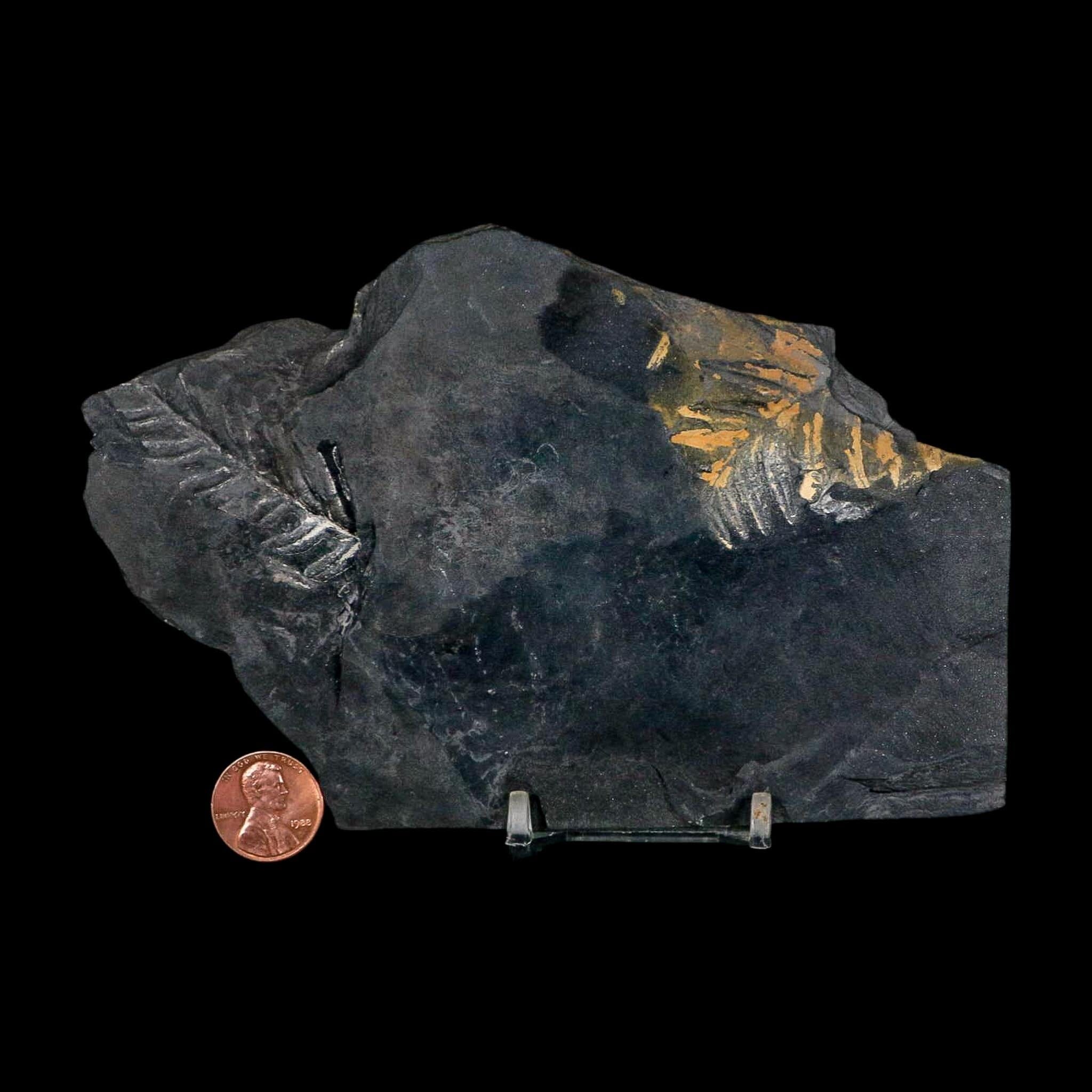 6" Alethopteris Fern Plant Leaf Fossil Carboniferous Age Llewellyn FM ST Clair, PA - Fossil Age Minerals