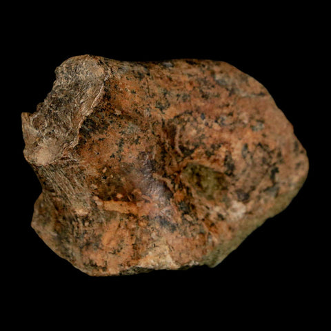 2" Struthiomimus Fossil Rib End Bone Lance Creek FM WY Cretaceous Dinosaur Age - Fossil Age Minerals