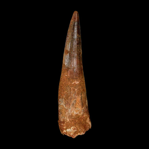 XL 3.7" Spinosaurus Fossil Tooth 100 Million Years Old Cretaceous Dinosaur COA